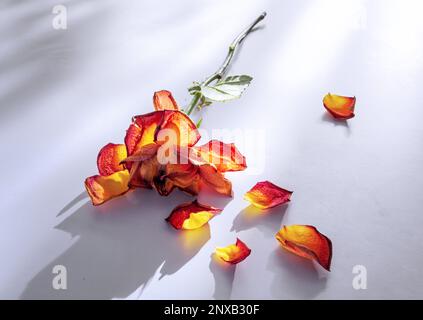 Eine getrocknete, verwelkte Rose auf einem weißen Tisch Stockfoto