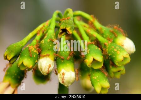 Madhya Pradesh, Indien, Jabalpur, 01. März 2023: Nahaufnahme eines Ant-Schwarm, der auf der Knospe einer weißen Blume in Jabalpur läuft, Mittwoch, 01. März 2023. Foto: Uma Shankar Mishra Stockfoto