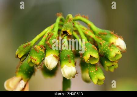 Madhya Pradesh, Indien, Jabalpur, 01. März 2023: Nahaufnahme eines Ant-Schwarm, der auf der Knospe einer weißen Blume in Jabalpur läuft, Mittwoch, 01. März 2023. Foto: Uma Shankar Mishra Stockfoto