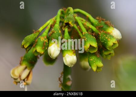 Madhya Pradesh, Indien, Jabalpur, 01. März 2023: Nahaufnahme eines Ant-Schwarm, der auf der Knospe einer weißen Blume in Jabalpur läuft, Mittwoch, 01. März 2023. Foto: Uma Shankar Mishra Stockfoto