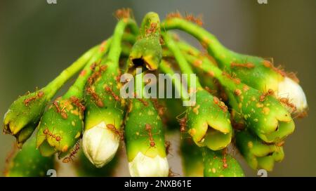 Madhya Pradesh, Indien, Jabalpur, 01. März 2023: Nahaufnahme eines Ant-Schwarm, der auf der Knospe einer weißen Blume in Jabalpur läuft, Mittwoch, 01. März 2023. Foto: Uma Shankar Mishra Stockfoto