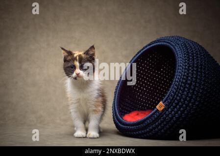 Nahaufnahme eines flauschigen Kätzchens, das neben einem Korb steht Stockfoto