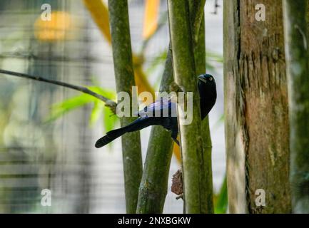 Neapel, Usa. 01. März 2023. 2/28/23 Naples, Florida Boattailed Grackle im Naples Zoo in Naples, Florida Dienstag, 28. Februar 2023. Kredit: Jennifer Graylock/Alamy Live News Stockfoto