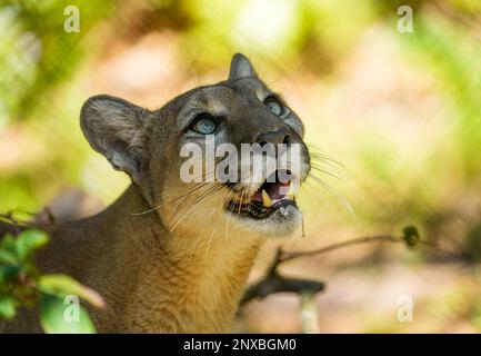 Neapel, Usa. 28. Februar 2023. 2/28/23 Naples, Florida Florida Panther im Naples Zoo in Naples, Florida Dienstag, 28. Februar 2023. Kredit: Jennifer Graylock/Alamy Live News Stockfoto