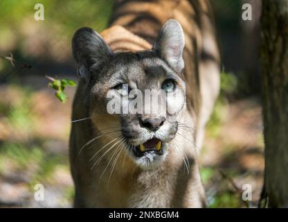 Neapel, Usa. 28. Februar 2023. 2/28/23 Naples, Florida Florida Panther im Naples Zoo in Naples, Florida Dienstag, 28. Februar 2023. Kredit: Jennifer Graylock/Alamy Live News Stockfoto