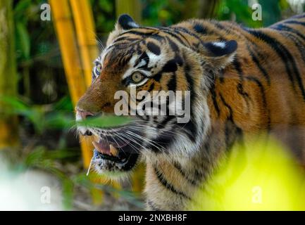 Neapel, Usa. 28. Februar 2023. 2/28/23 Naples, Florida Malayan Tiger im Naples Zoo Naples, Florida Dienstag, 28. Februar 2023. Kredit: Jennifer Graylock/Alamy Live News Stockfoto