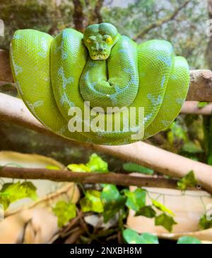 Neapel, Usa. 01. März 2023. 2/28/23 Naples, Florida Green Tree Python im Naples Zoo in Naples, Florida Dienstag, 28. Februar 2023. Kredit: Jennifer Graylock/Alamy Live News Stockfoto