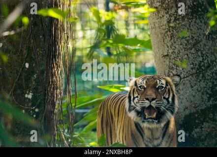 Neapel, Usa. 28. Februar 2023. 2/28/23 Naples, Florida Malayan Tiger im Naples Zoo Naples, Florida Dienstag, 28. Februar 2023. Kredit: Jennifer Graylock/Alamy Live News Stockfoto