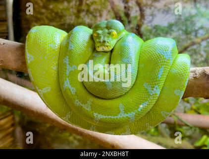 Neapel, Usa. 01. März 2023. 2/28/23 Naples, Florida Green Tree Python im Naples Zoo in Naples, Florida Dienstag, 28. Februar 2023. Kredit: Jennifer Graylock/Alamy Live News Stockfoto