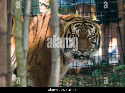 Neapel, Usa. 28. Februar 2023. 2/28/23 Naples, Florida Malayan Tiger im Naples Zoo Naples, Florida Dienstag, 28. Februar 2023. Kredit: Jennifer Graylock/Alamy Live News Stockfoto