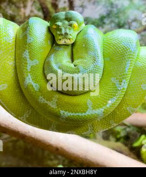 Neapel, Usa. 01. März 2023. 2/28/23 Naples, Florida Green Tree Python im Naples Zoo in Naples, Florida Dienstag, 28. Februar 2023. Kredit: Jennifer Graylock/Alamy Live News Stockfoto