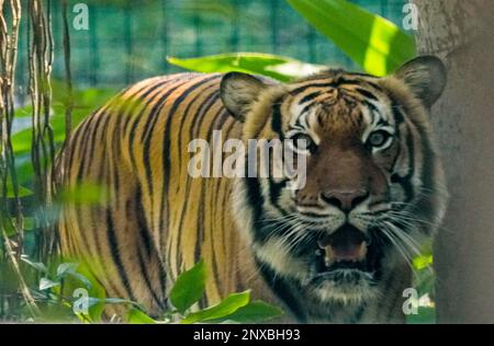 Neapel, Usa. 28. Februar 2023. 2/28/23 Naples, Florida Malayan Tiger im Naples Zoo Naples, Florida Dienstag, 28. Februar 2023. Kredit: Jennifer Graylock/Alamy Live News Stockfoto