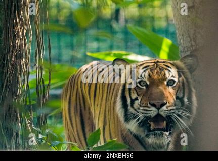 Neapel, Usa. 28. Februar 2023. 2/28/23 Naples, Florida Malayan Tiger im Naples Zoo Naples, Florida Dienstag, 28. Februar 2023. Kredit: Jennifer Graylock/Alamy Live News Stockfoto