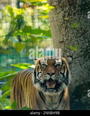 Neapel, Usa. 28. Februar 2023. 2/28/23 Naples, Florida Malayan Tiger im Naples Zoo Naples, Florida Dienstag, 28. Februar 2023. Kredit: Jennifer Graylock/Alamy Live News Stockfoto