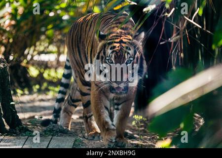 Neapel, Usa. 28. Februar 2023. 2/28/23 Naples, Florida Malayan Tiger im Naples Zoo Naples, Florida Dienstag, 28. Februar 2023. Kredit: Jennifer Graylock/Alamy Live News Stockfoto