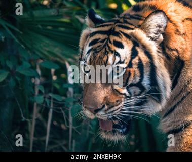 Neapel, Usa. 28. Februar 2023. 2/28/23 Naples, Florida Malayan Tiger im Naples Zoo Naples, Florida Dienstag, 28. Februar 2023. Kredit: Jennifer Graylock/Alamy Live News Stockfoto