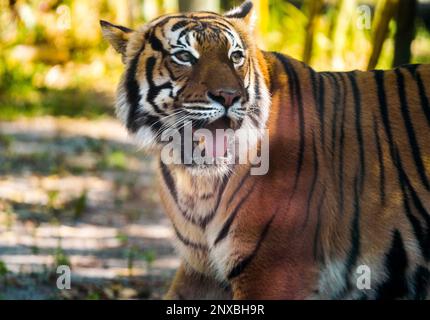 Neapel, Usa. 28. Februar 2023. 2/28/23 Naples, Florida Malayan Tiger im Naples Zoo Naples, Florida Dienstag, 28. Februar 2023. Kredit: Jennifer Graylock/Alamy Live News Stockfoto