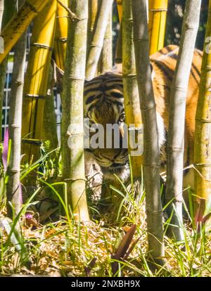 Neapel, Usa. 28. Februar 2023. 2/28/23 Naples, Florida Malayan Tiger im Naples Zoo Naples, Florida Dienstag, 28. Februar 2023. Kredit: Jennifer Graylock/Alamy Live News Stockfoto