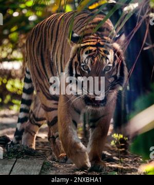 Neapel, Usa. 28. Februar 2023. 2/28/23 Naples, Florida Malayan Tiger im Naples Zoo Naples, Florida Dienstag, 28. Februar 2023. Kredit: Jennifer Graylock/Alamy Live News Stockfoto