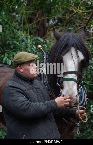 London, Großbritannien. 1. März 2021. Shire Horse hilft, Chiswick's Wilderness zu befreien. London, Großbritannien. Der sechsjährige gerettete Shire Horse gelding William, 17hh, hilft Tom Nixon von Operation Centaur, fallende oder tote Bäume aus der Wildnis auf dem Gelände des Chiswick House zu entfernen. Kredit: Peter Hogan/Alamy Live News Stockfoto