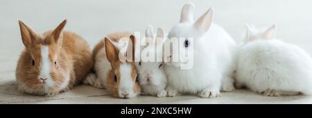 Eine Gruppe süßer Osterhasen auf dem Wohnzimmerboden. Wunderschöne süße Haustiere Stockfoto