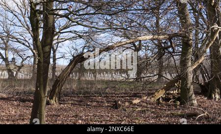 Baumwächter, die Schöpflinge schützen, aus der Ferne von einem bewaldeten Gebiet in Redgrave und Lopham Fen, Suffolk, England, Großbritannien aus gesehen Stockfoto