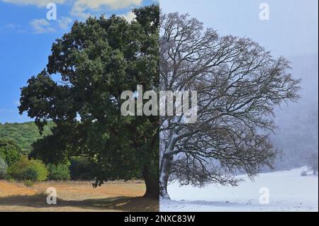 Alter Eichenbaum in Dobrogea, Rumänien im Winter Stockfoto