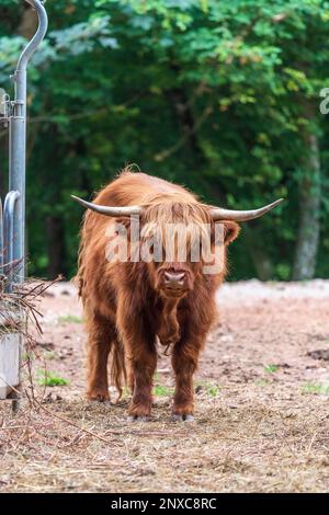 Highland Kuh auf einer Wiese Stockfoto