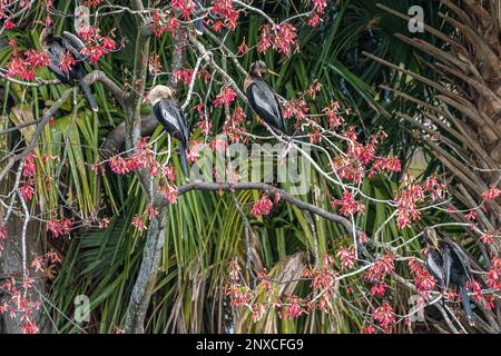 Anhingas (auch bekannt als Wassertruthühner, Schlangenvögel oder amerikanische Dartvögel) in einem blühenden Baum im Bird Island Park in Ponte Vedra Beach, Florida. (USA) Stockfoto
