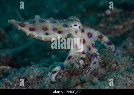 Ein blauer Ring-Oktopus kriecht auf dem Meeresboden eines Riffs in Lembrits, Indonesien. Dieser kleine, schöne Kopffüßer hat eines der wirksamsten Gifte, die bekannt sind. Stockfoto