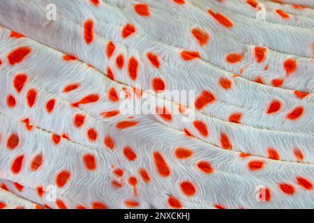Details der Epidermis einer Seeanemone, Heteractis magna, an einem Korallenriff in Indonesien. Diese bunten Anemonen beherbergen Anemonfische. Stockfoto