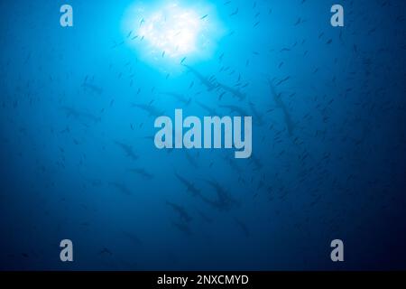 Sphyrna lewini, eine Schule von Muschelhaien, schwimmt im tiefblauen Wasser rund um die abgelegene Cocos Island, Costa Rica. Stockfoto