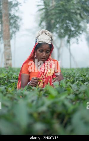 Dhaka, Bangladesch - 23. Dezember 2022: Bilder des Teegartens und des Teegartens arme Arbeiterinnen in Sreemangal, Sylhet, Bangladesch. Stockfoto