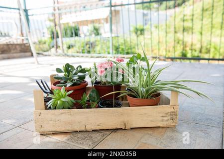 In einem hölzernen Gartenkasten befinden sich Zimmerpflanzen in Töpfen: Crassula arborescens, Spinnenpflanze, Zamioculcas, Aloe, Succulent, Dianthus Oscar Pink Star. Von Garten zu Stockfoto