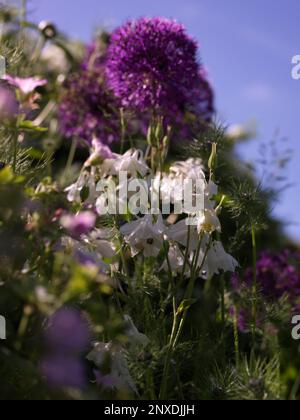 Weiße Kolumbinenblüten und lila Allium Blüten in einem Gartenbeet an einem Sommertag Stockfoto
