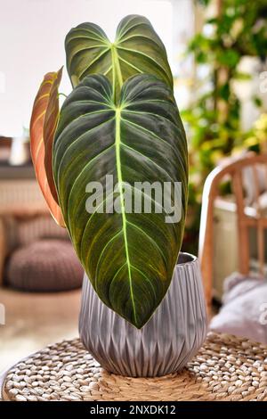 Exotische Zimmerpflanze 'Philodendron Melanochrysum' mit langen Samtblättern im Korbblumentopf auf dem Tisch Stockfoto