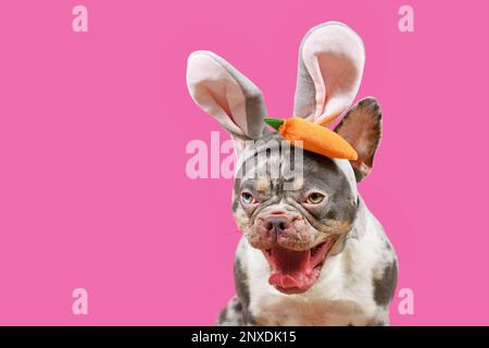 Lustiger französischer Bulldog mit weit offenem Mund und osterhäschen-Kostüm auf pinkfarbenem Hintergrund mit Kopierbereich Stockfoto