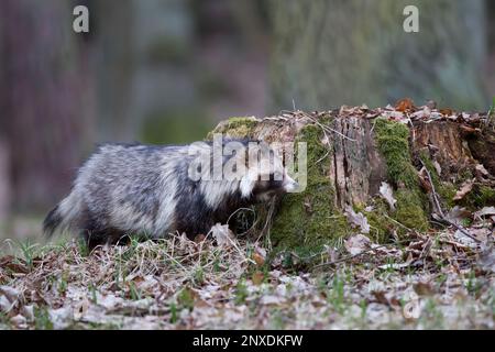 Marderhund, Nyctereutes procyonoides, Marderhund Stockfoto