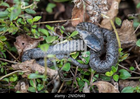 Schlingnatter, Coronella austriaca, glatte Schlange Stockfoto