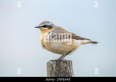 wheatear, Oenanthe Oenanthe, männlich, auf einem Pfahl im Frühjahr in großbritannien Stockfoto