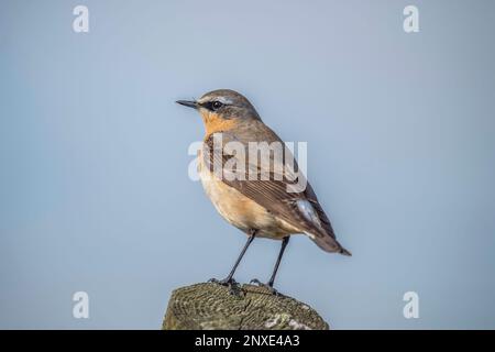 wheatear, Oenanthe Oenanthe, männlich, auf einem Pfahl im Frühjahr in großbritannien Stockfoto