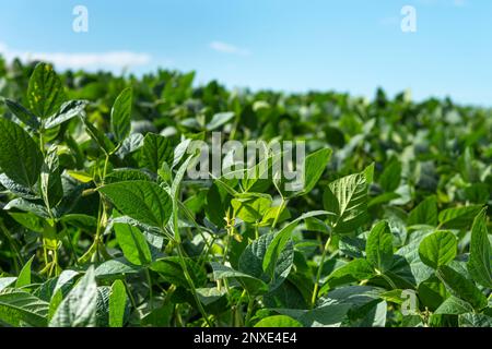 Landwirtschaftliche Soja-Plantage am sonnigen Tag - Grün wachsende Sojabohnen Pflanze gegen Sonnenlicht. Stockfoto