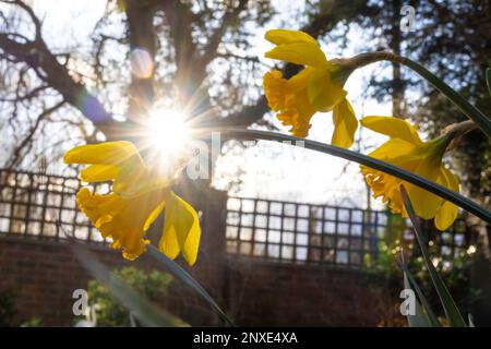 Ashford, Kent, Großbritannien. 1. März 2023. Der St. David's Day ist der Festtag des Heiligen David, des Schutzpatrons von Wales, und fällt auf den 1. März, das Datum von St. Davids Tod im Jahr 589 n. Chr. Zu den traditionellen Festlichkeiten gehören das Tragen von Narzissen und Lauch. Fotograf: Paul Lawrenson, Fotograf: PAL News/Alamy Live News Stockfoto