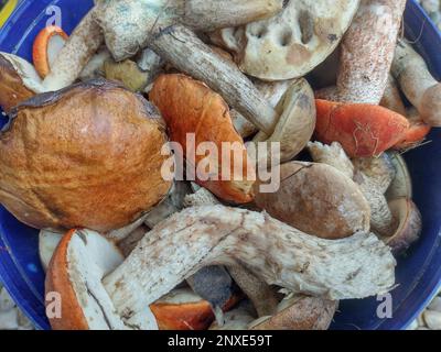 Pilze frisch aus dem Wald gepflückt. Eine Gruppe von Pilzen Stockfoto