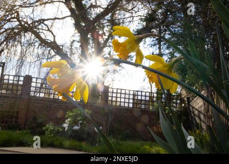 Ashford, Kent, Großbritannien. 1. März 2023. Der St. David's Day ist der Festtag des Heiligen David, des Schutzpatrons von Wales, und fällt auf den 1. März, das Datum von St. Davids Tod im Jahr 589 n. Chr. Zu den traditionellen Festlichkeiten gehören das Tragen von Narzissen und Lauch. Fotograf: Paul Lawrenson, Fotograf: PAL News/Alamy Live News Stockfoto