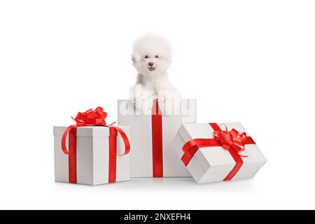 Bichon Frise Hund in einer Geschenkbox isoliert auf weißem Hintergrund Stockfoto