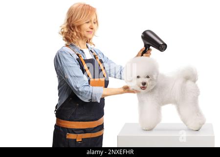 Weibliche Tierpflegerin trocknet einen bichon-Frise-Hund isoliert auf weißem Hintergrund Stockfoto