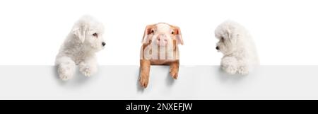 Zwei bichon-Frise-Welpen und ein Ferkel stehen hinter einem weißen Panel, isoliert auf weißem Hintergrund Stockfoto