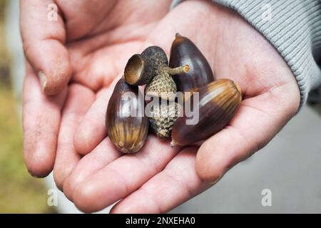 Eine Handvoll Eicheln in den Händen eines jungen Mädchens Stockfoto