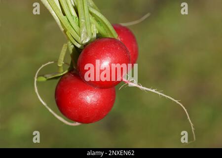 Schließen Sie drei holländische rote Rettiche mit Stiel und grünem Hintergrund auf. Rettich (Raphanus raphanistrum subsp.) Sativus) genießbares Wurzelgemüse, Stockfoto